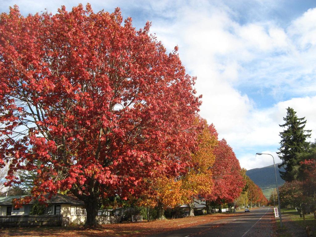 Tongariro River Motel Turangi Chambre photo